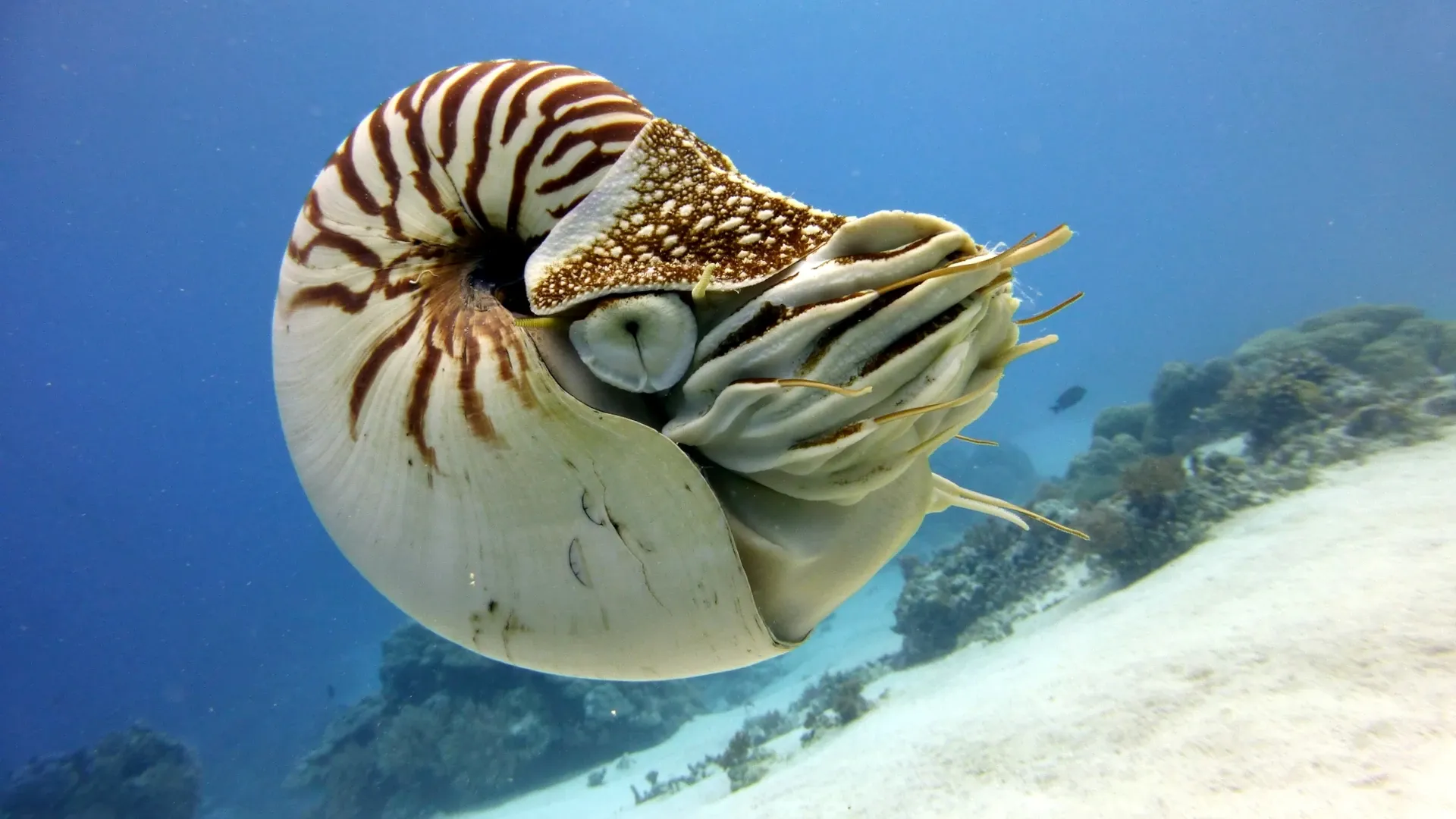 Nautilus